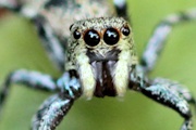 Jumping Spider (Ocrisiona sp) (Ocrisiona sp)